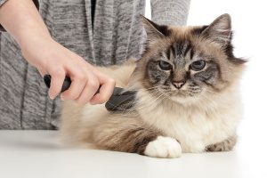 Best Brush for Long Hair Cats
