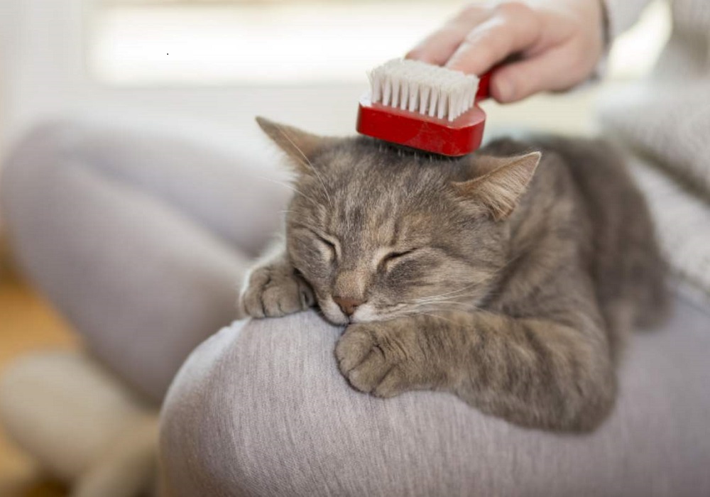 Best Cat Brush for Shedding Short Hair